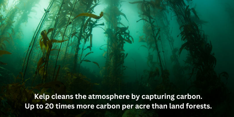 Image of Kelp, as a backdrop to "Kelp cleans the atmosphere by capturing carbon. Up to 20 times more carbon per acre than land forests. "