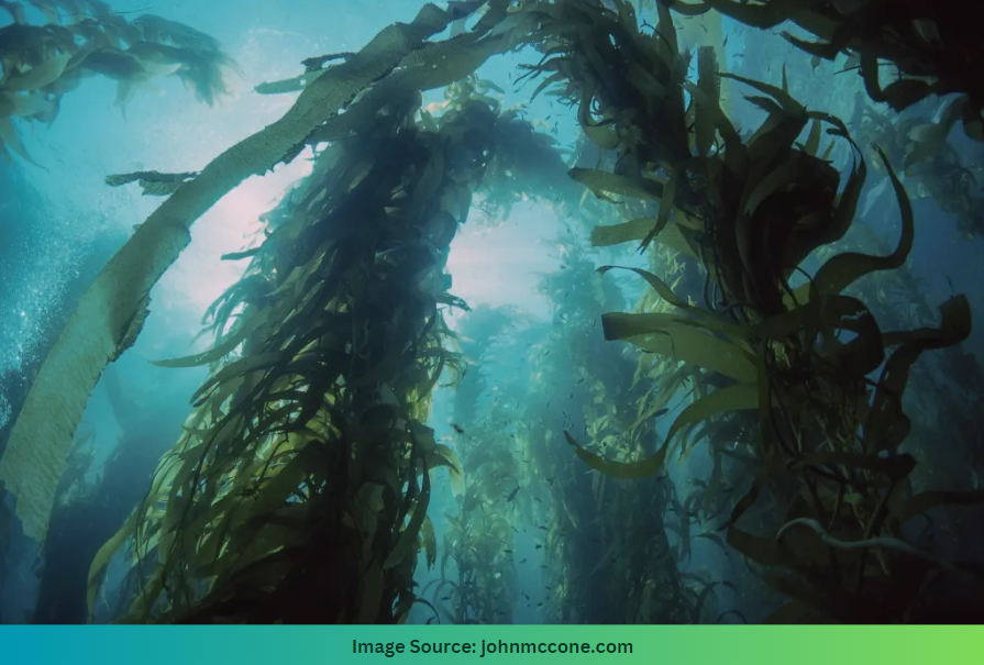 Seaweed growing up from the ocean floor